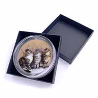 Cute Maine Coon Kittens Glass Paperweight in Gift Box