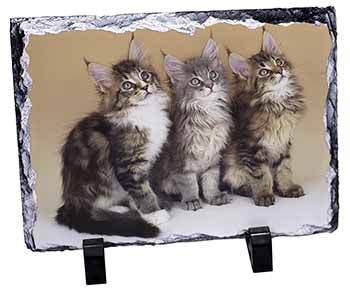 Cute Maine Coon Kittens, Stunning Photo Slate