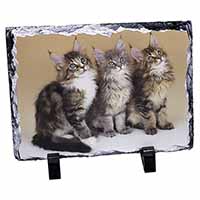 Cute Maine Coon Kittens, Stunning Photo Slate