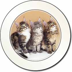 Cute Maine Coon Kittens Car or Van Permit Holder/Tax Disc Holder