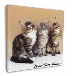 Maine Coon Kittens 