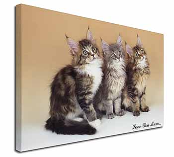 Maine Coon Kittens 