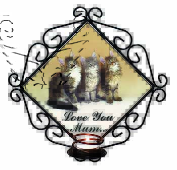 Maine Coon Kittens 