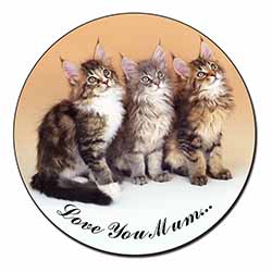 Maine Coon Kittens 