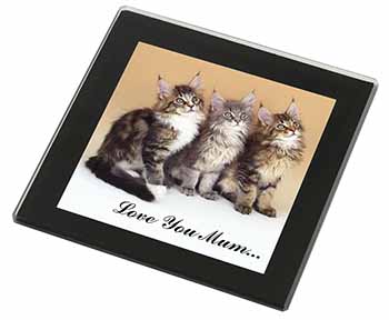 Maine Coon Kittens 