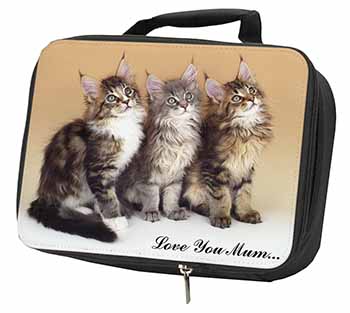 Maine Coon Kittens 