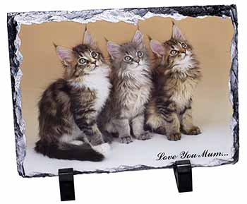 Maine Coon Kittens 