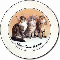 Maine Coon Kittens 