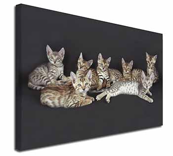 Bengal Kittens Posing for Camera Canvas X-Large 30"x20" Wall Art Print