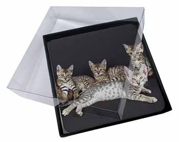 4x Bengal Kittens Posing for Camera Picture Table Coasters Set in Gift Box