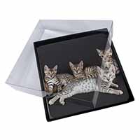 4x Bengal Kittens Posing for Camera Picture Table Coasters Set in Gift Box
