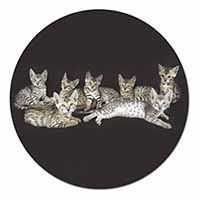 Bengal Kittens Posing for Camera Fridge Magnet Printed Full Colour