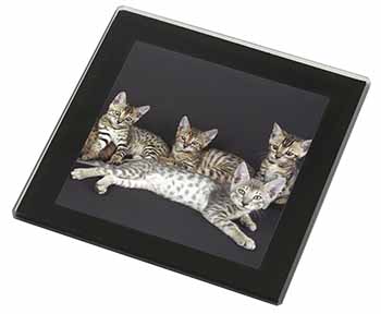 Bengal Kittens Posing for Camera Black Rim High Quality Glass Coaster