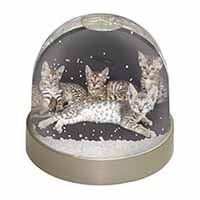 Bengal Kittens Posing for Camera Snow Globe Photo Waterball