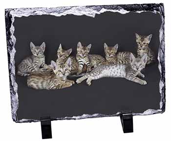 Bengal Kittens Posing for Camera, Stunning Photo Slate