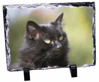 Beautiful Fluffy Black Cat, Stunning Photo Slate