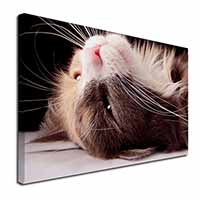 Cat in Ecstacy Canvas X-Large 30"x20" Wall Art Print