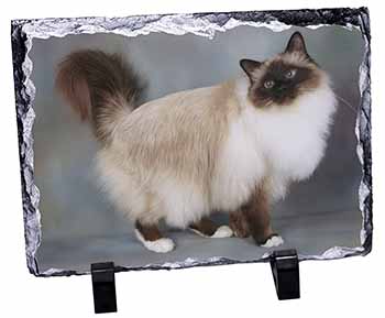 Gorgeous Birman Cat, Stunning Photo Slate