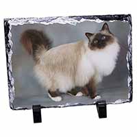 Gorgeous Birman Cat, Stunning Photo Slate