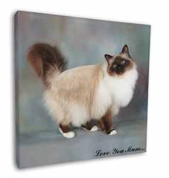 Birman Cat 