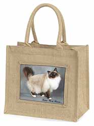 Birman Cat 