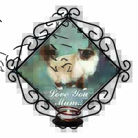 Birman Cat 