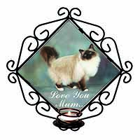 Birman Cat 