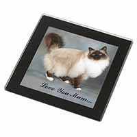 Birman Cat 