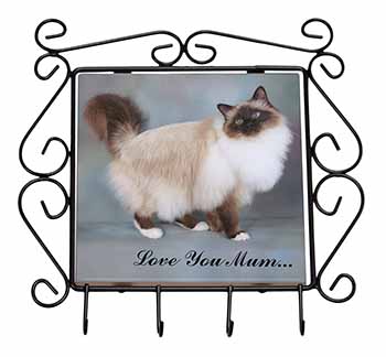 Birman Cat 