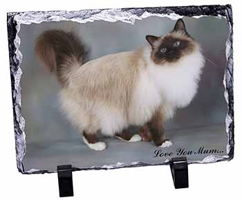 Birman Cat 