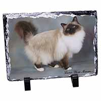 Birman Cat 