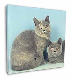British Shorthair Cats Square Canvas 12"x12" Wall Art Picture Print
