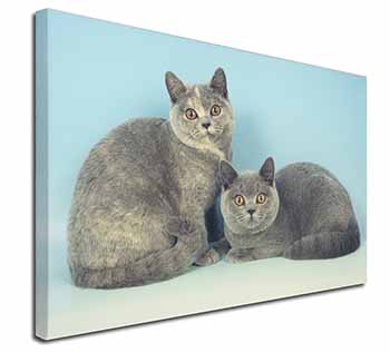 British Shorthair Cats Canvas X-Large 30"x20" Wall Art Print