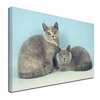 British Shorthair Cats Canvas X-Large 30"x20" Wall Art Print
