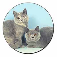 British Shorthair Cats Fridge Magnet Printed Full Colour