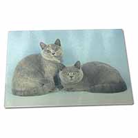 Large Glass Cutting Chopping Board British Shorthair Cats