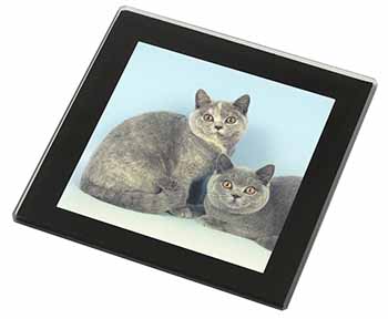 British Shorthair Cats Black Rim High Quality Glass Coaster