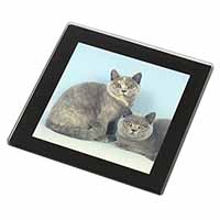 British Shorthair Cats Black Rim High Quality Glass Coaster