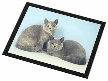 British Shorthair Cats Black Rim High Quality Glass Placemat