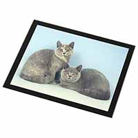 British Shorthair Cats Black Rim High Quality Glass Placemat