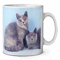 British Shorthair Cats Ceramic 10oz Coffee Mug/Tea Cup Printed Full Colour - Adv