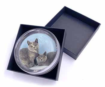British Shorthair Cats Glass Paperweight in Gift Box