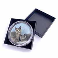 British Shorthair Cats Glass Paperweight in Gift Box