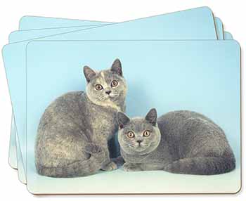 British Shorthair Cats Picture Placemats in Gift Box