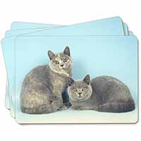British Shorthair Cats Picture Placemats in Gift Box - Advanta Group®