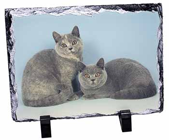 British Shorthair Cats, Stunning Photo Slate