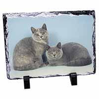 British Shorthair Cats, Stunning Photo Slate