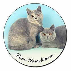 British Shorthair Cats 