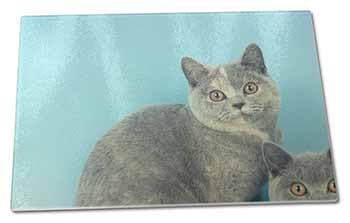 Large Glass Cutting Chopping Board British Shorthair Cats 