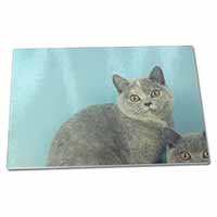 Large Glass Cutting Chopping Board British Shorthair Cats 